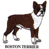 BOSTON TERRIER
