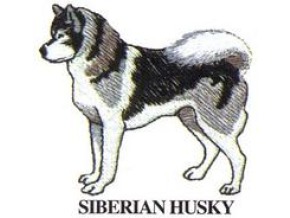 SIBERIAN HUSKY