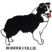 BORDER COLLIE